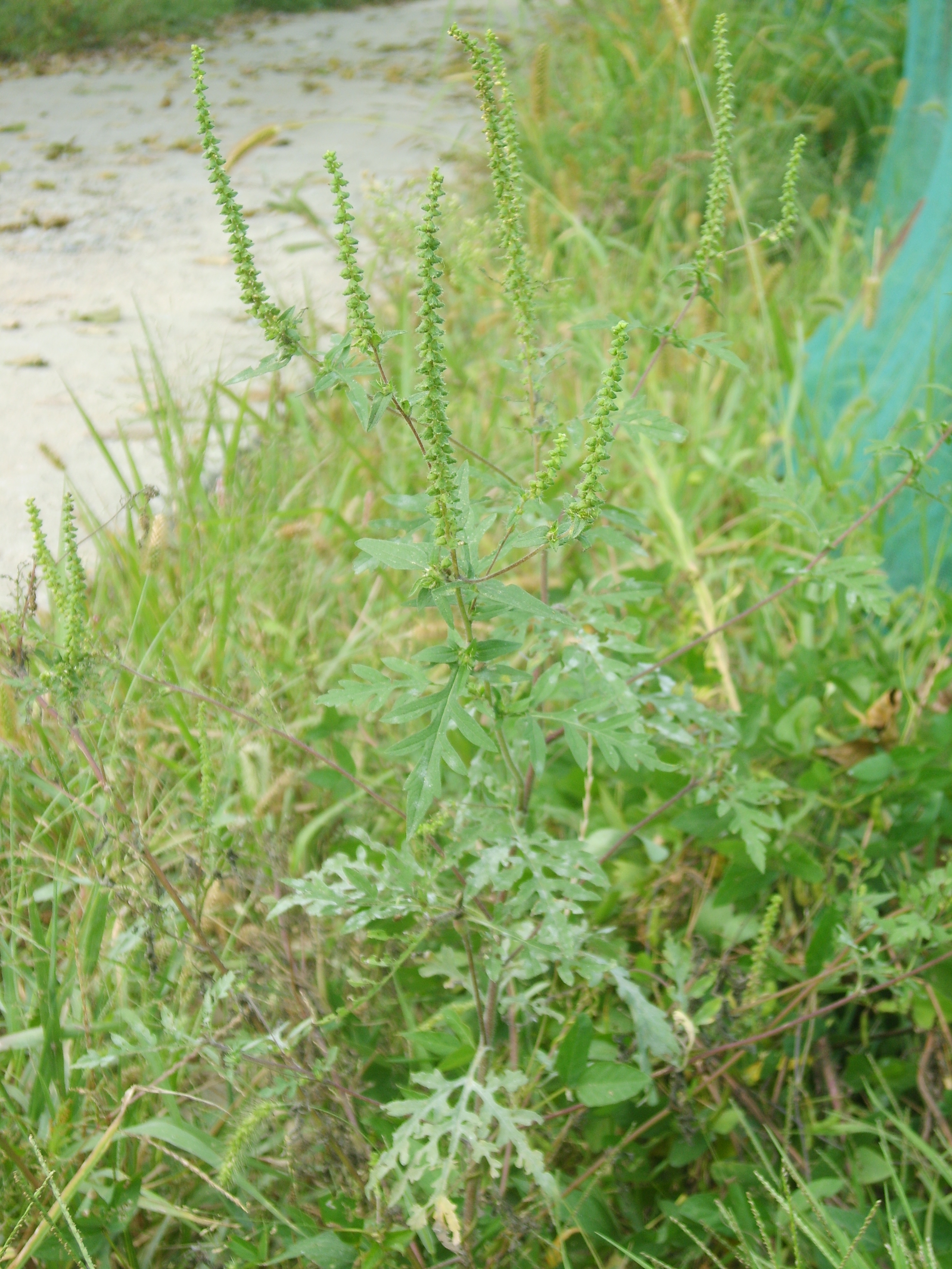 common ragweed